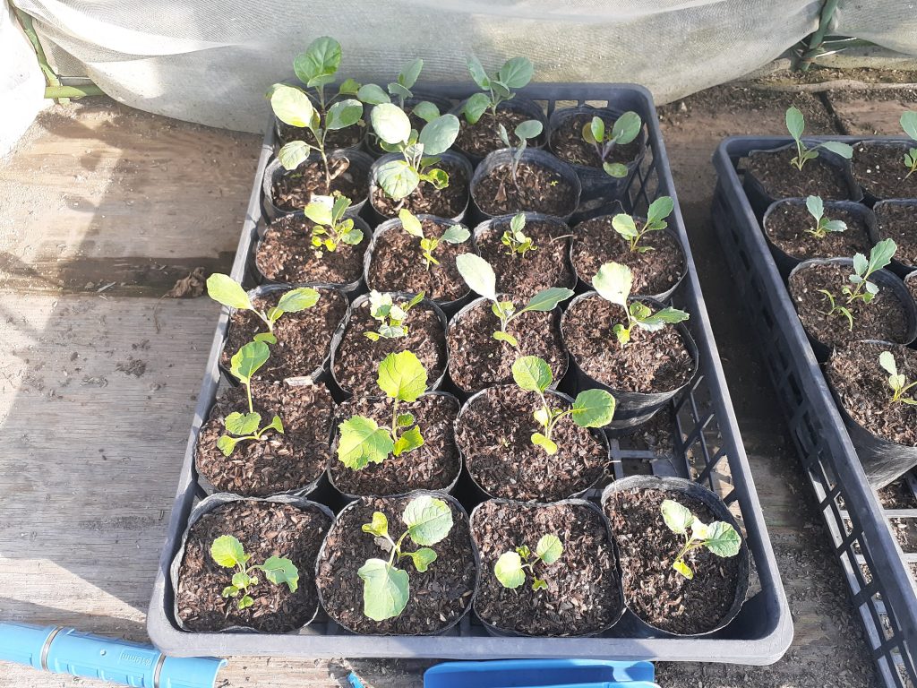 8月に播種・定植する野菜